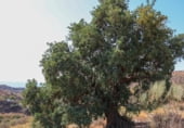 Finca rústica en venda a la MA-3201, Macharaviaya, ref.: TR207924 foto