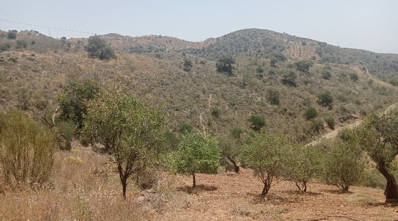 Malaga - Málaga - 25000m2