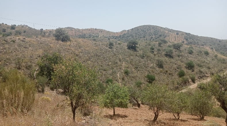 Malaga - Málaga - 25000m2