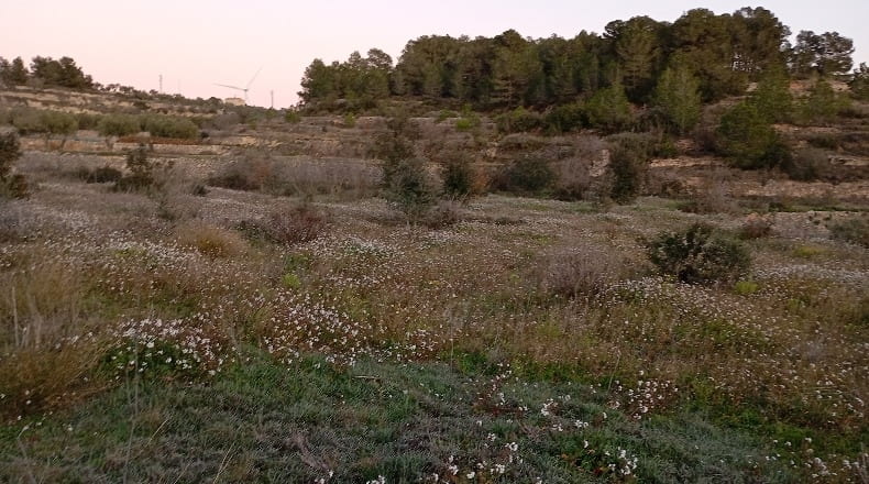 Tarragona - la Fatarella - 17300m2