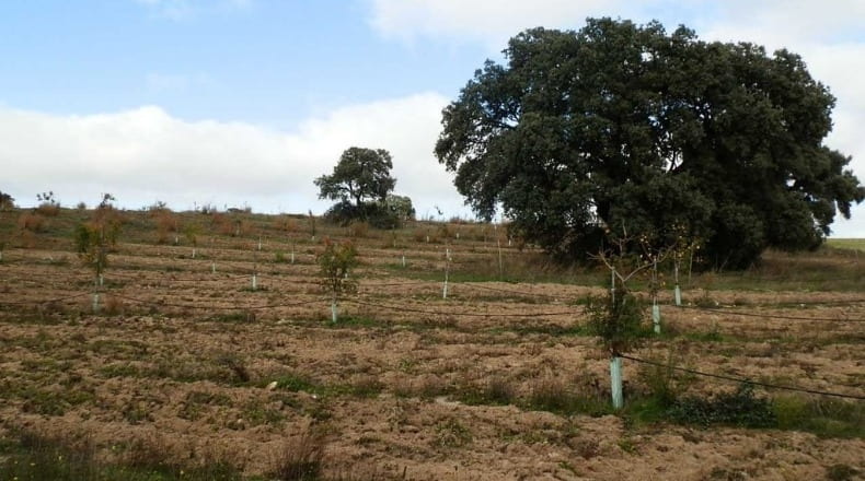 Ciudad Real - Ciudad Real - 280000m2