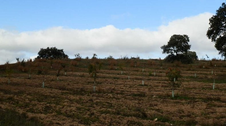 Ciudad Real - Ciudad Real - 280000m2