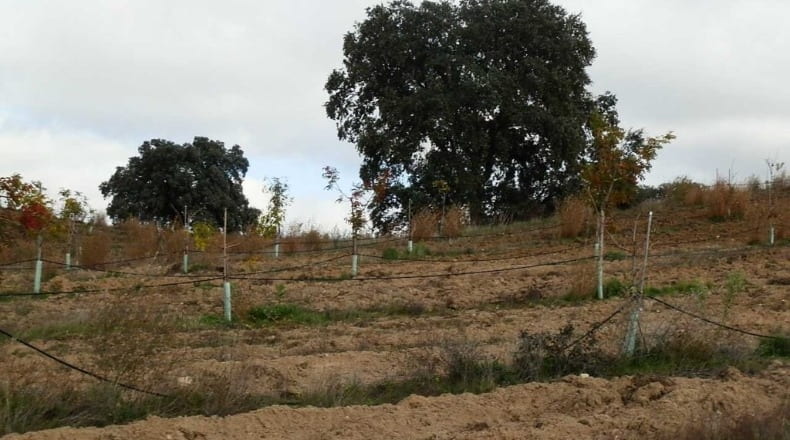 Ciudad Real - Ciudad Real - 280000m2