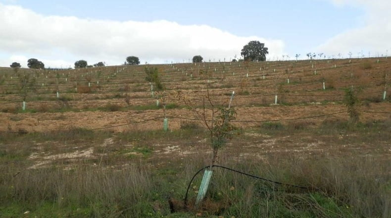Ciudad Real - Ciudad Real - 280000m2