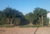 Granja en venta en la Calle Meléndez Valdés, Badajoz, ref: TR209477 foto