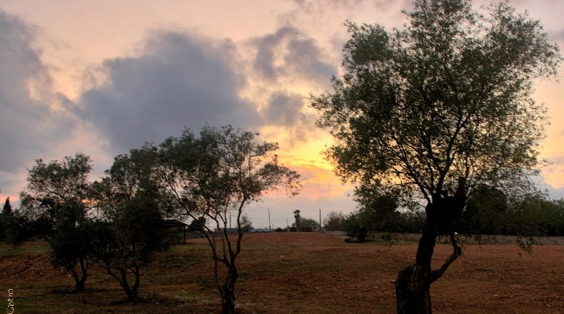 Illes Balears - Binissalem - 12900m2
