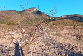 Lorca 150000&nbsp;m²