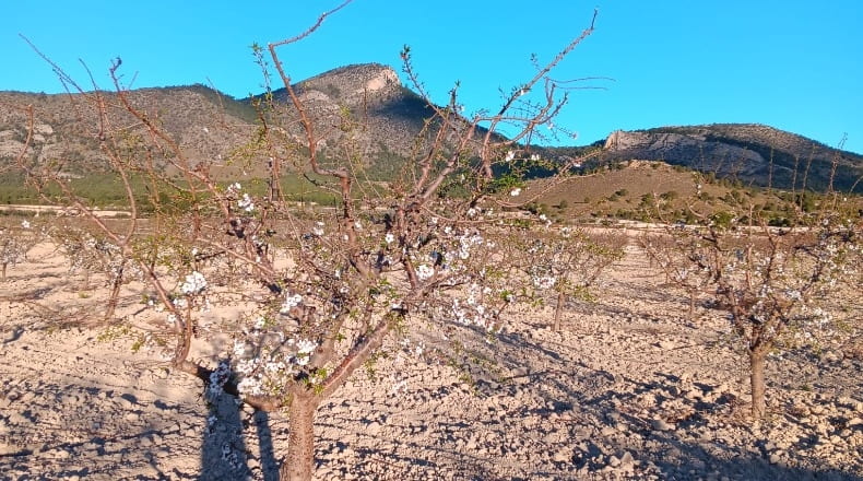Murcia - Lorca - 150000m2