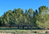 Finca rústica en venta en la Umbría de Peñas Blancas, Yecla, ref: TR98468 foto