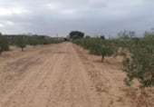 Land suitable for development for sale on Los Muñoces, ref: TR211701 photo