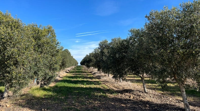 Sevilla - Écija - 100000m2