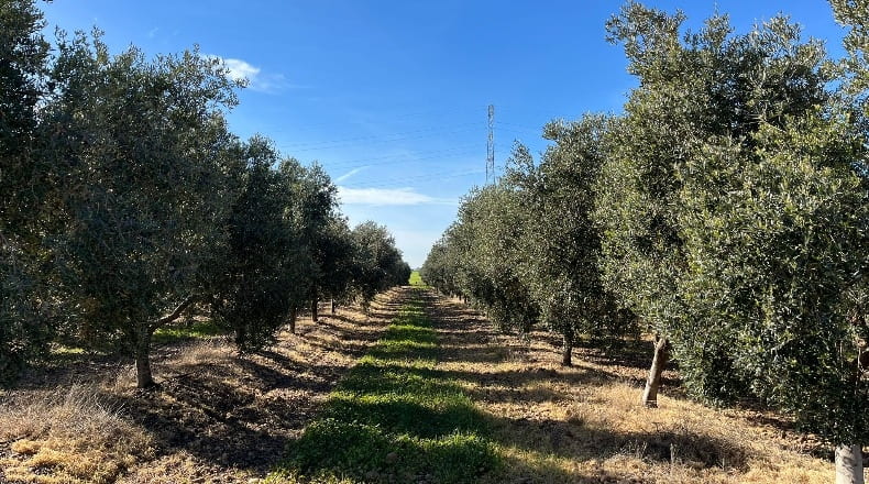 Sevilla - Écija - 100000m2