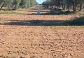 Land with storage building for sale on Poligono 35, Argamasilla de Calatrava, ref: TR212144 photo