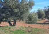 Land with storage building for sale on Poligono 35, Argamasilla de Calatrava, ref: TR212144 photo