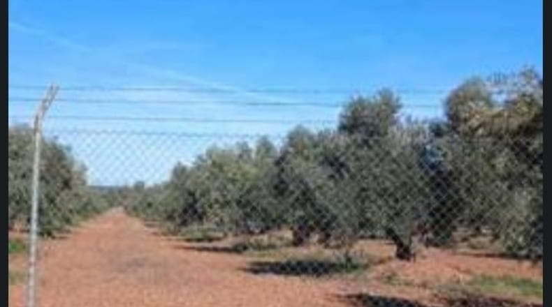 Ciudad Real - Argamasilla de Calatrava - 87000m2