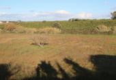 Non-developable land for sale on Valle de las carretas, Cartaya, ref: TR212906 photo