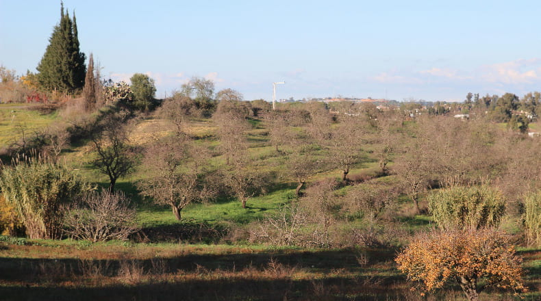 Huelva - Cartaya - 40300m2