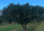 Non-developable land for sale on Camí de les Cocolles, Ginestar, ref: TR213912 photo