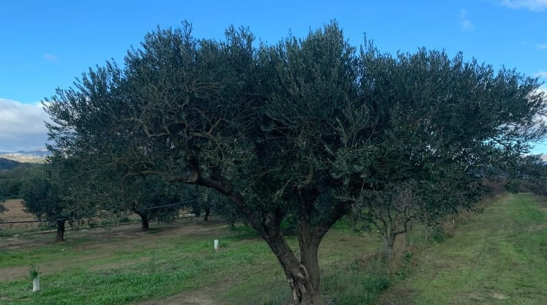 Tarragona - Ginestar - 779m2