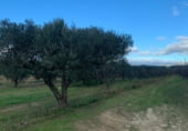 Non-developable land for sale on Camí de les Cocolles, Ginestar, ref: TR213912 photo