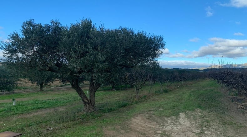 Tarragona - Ginestar - 779m2