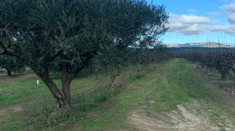 Tarragona - Ginestar - 779m2