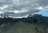Non-developable land for sale on Camí de les Cocolles, Ginestar, ref: TR213912 photo
