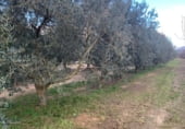 Non-developable land for sale on Camí de les Cocolles, Ginestar, ref: TR213912 photo