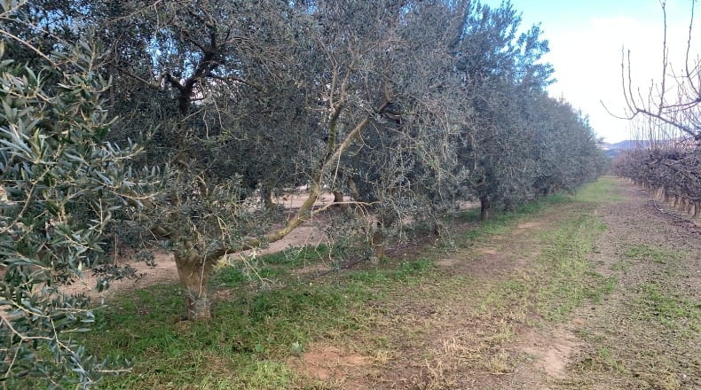 Tarragona - Ginestar - 779m2