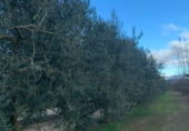 Non-developable land for sale on Camí de les Cocolles, Ginestar, ref: TR213912 photo