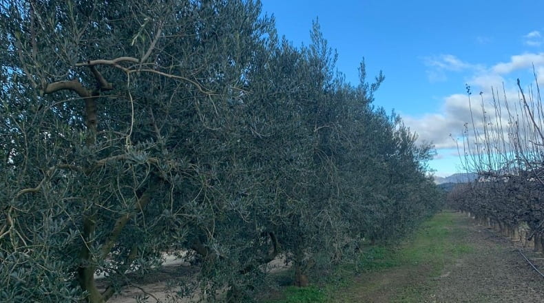 Tarragona - Ginestar - 779m2