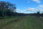 Non-developable land for sale on Camí de les Cocolles, Ginestar, ref: TR213912 photo