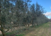 Non-developable land for sale on Camí de les Cocolles, Ginestar, ref: TR213912 photo