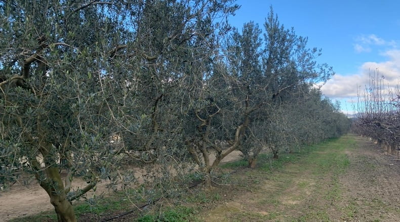 Tarragona - Ginestar - 779m2