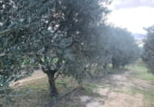 Non-developable land for sale on Camí de les Cocolles, Ginestar, ref: TR213912 photo