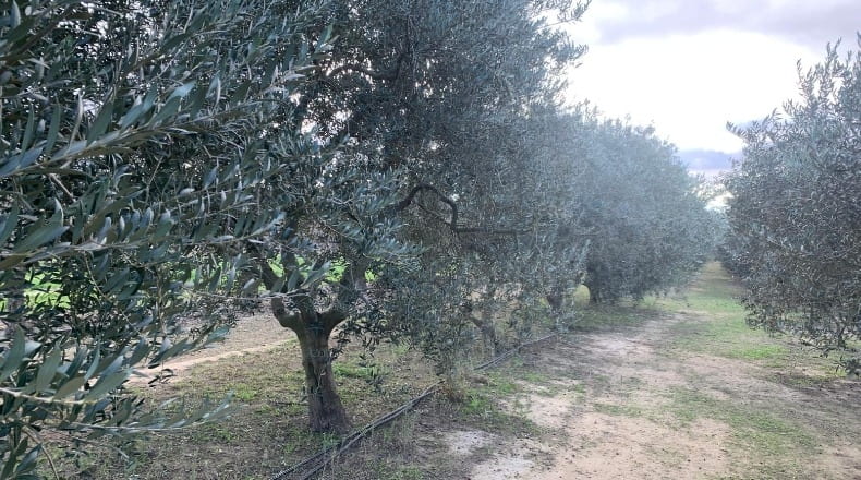 Tarragona - Ginestar - 779m2