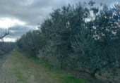 Non-developable land for sale on Camí de les Cocolles, Ginestar, ref: TR213912 photo