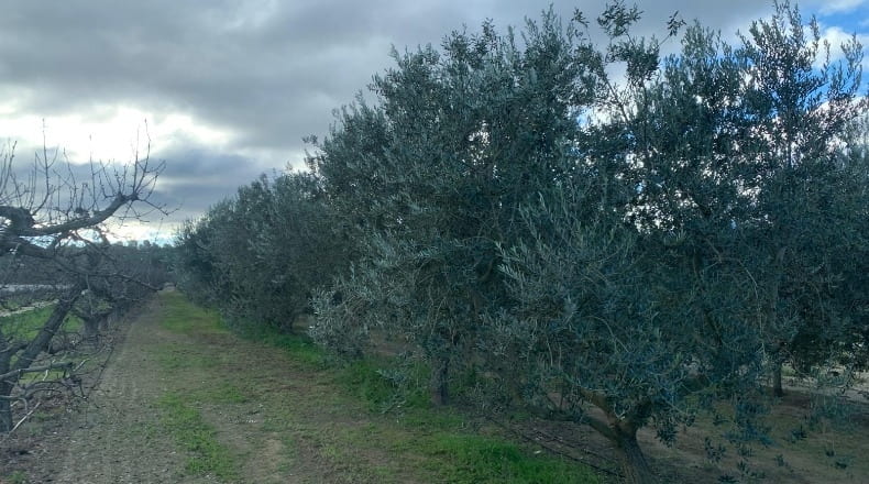 Tarragona - Ginestar - 779m2