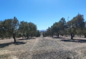Rural estate for sale on Camino de Madacerrea, Cúllar, ref: TR214026 photo