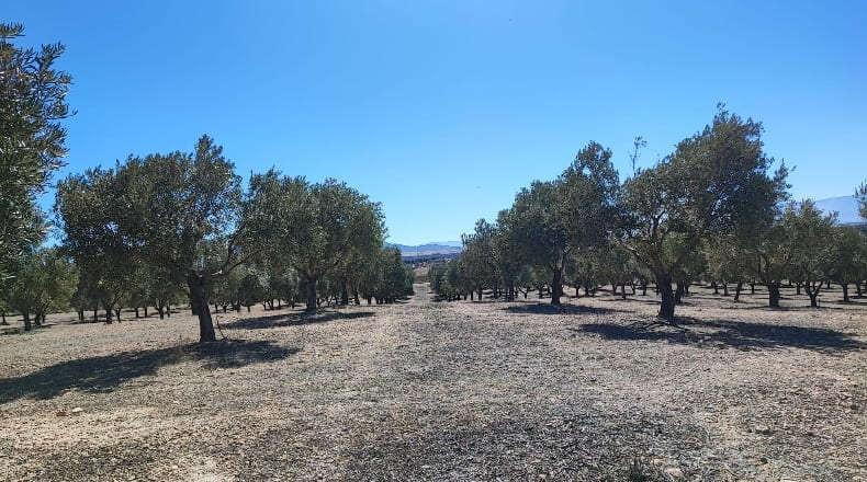 Granada - Cúllar - 750000m2