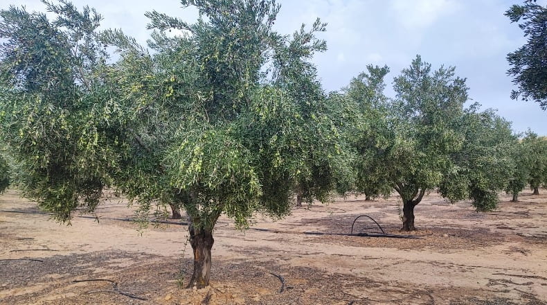 Granada - Cúllar - 750000m2