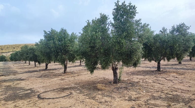Granada - Cúllar - 750000m2