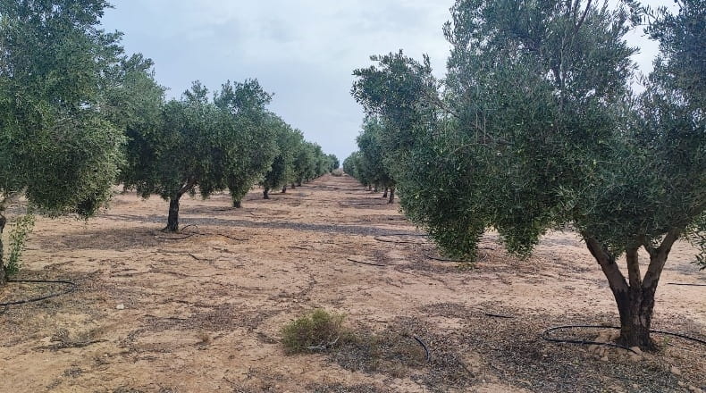 Granada - Cúllar - 750000m2
