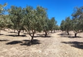 Rural estate for sale on Camino de Madacerrea, Cúllar, ref: TR214026 photo