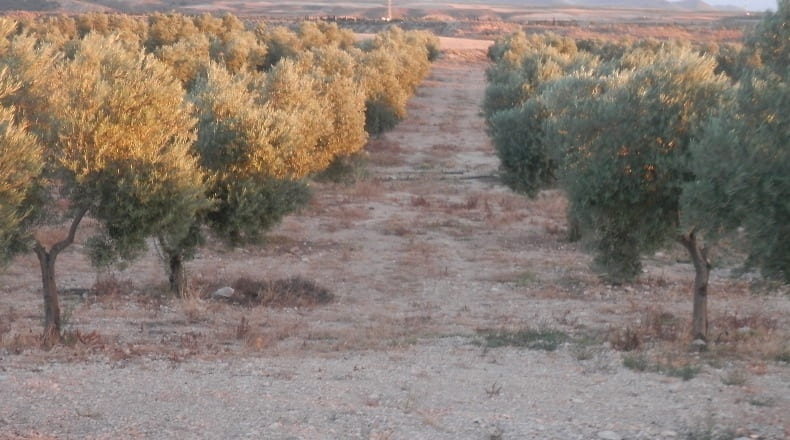 Granada - Cúllar - 750000m2