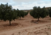 Rural estate for sale on Camino de Madacerrea, Cúllar, ref: TR214026 photo