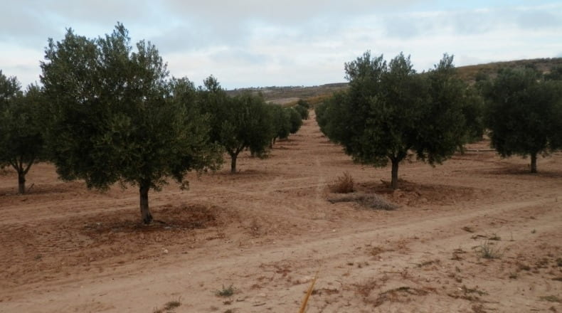 Granada - Cúllar - 750000m2