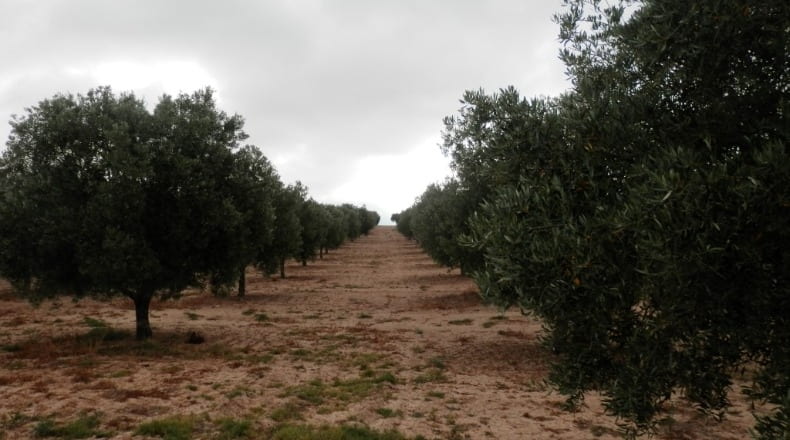 Granada - Cúllar - 750000m2
