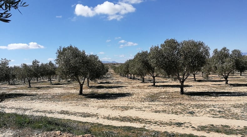 Granada - Cúllar - 750000m2