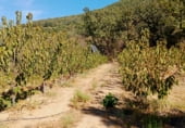 Non-developable land for sale on 33X2+98C CASAS DEL CASTAÑAR, Casas del Castañar, ref: TR214352 photo